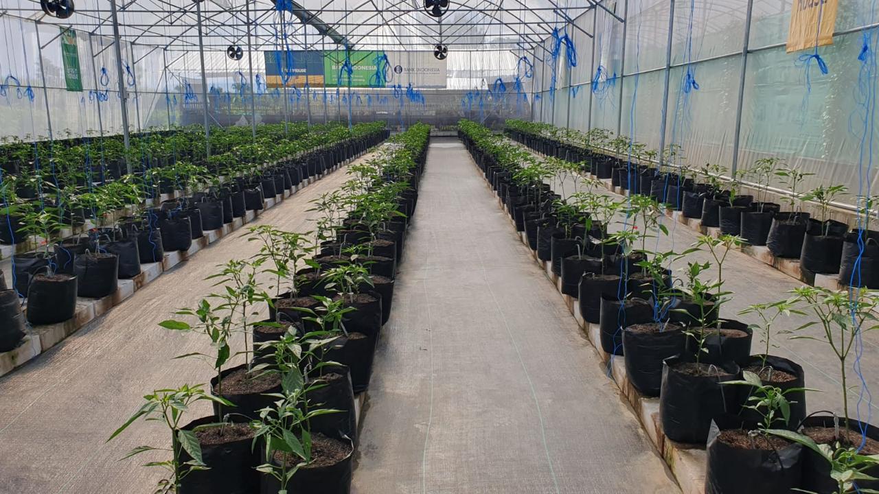 Desember Pedas: Rutinitas Musiman dan Alarm Tata Kelola Rantai Pasok Cabai