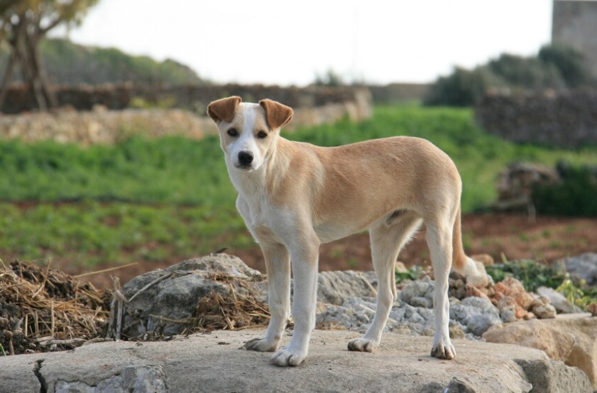 Anjing Gigit Mata Bocah di Jaksel, Kapolsek: Pemilik Anjing Bertanggung Jawab
