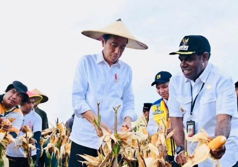 Presiden Panen Jagung di Food Estate Kabupaten Keerom, Papua