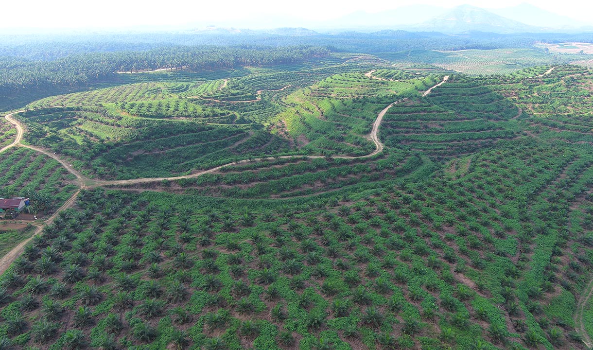 Terus Kebut Program PSR, PTPN IV PalmCo Gandeng Ratusan Petani Sawit Jambi