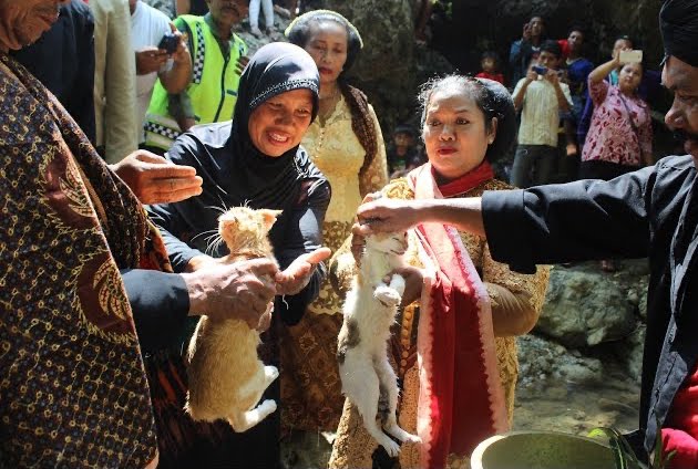 Mengenal Tradisi Manten Kucing yang Masih Diterapkan di Tulungagung untuk Memanggil Hujan