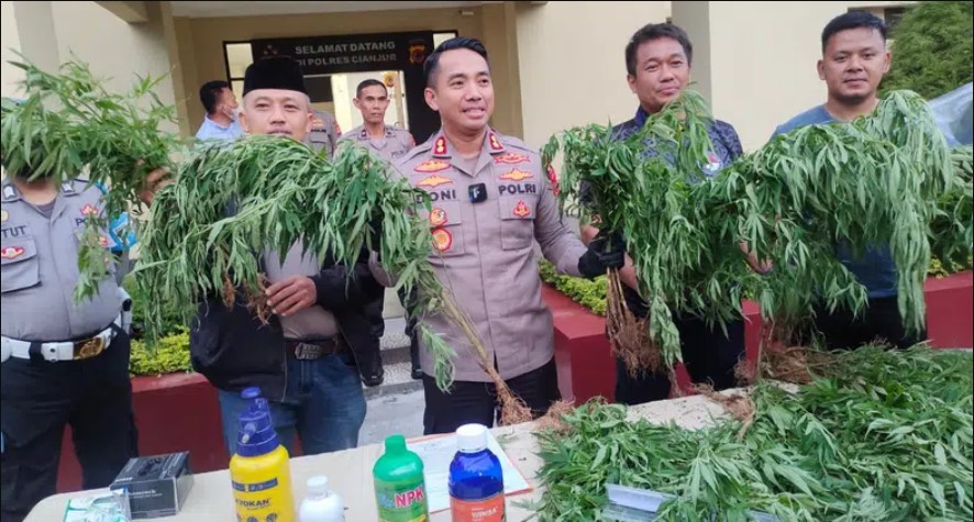 Ma'ruf Amin Desak MUI Fatwakan Ganja Medis, 10 Hektare Ladang Ganja di Cianjur Dibabat Polisi