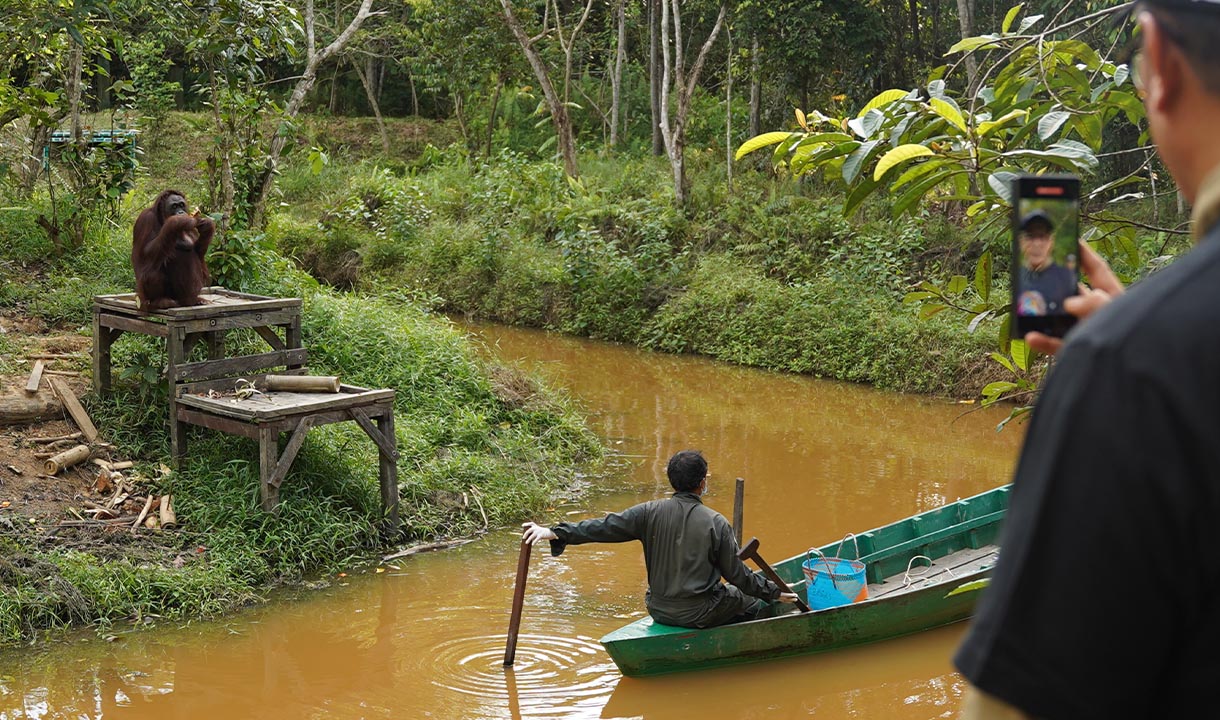 PTPN IV PalmCo Dukung Rehabilitasi Orangutan, Wujudkan Sawit yang Bersahabat dengan Alam