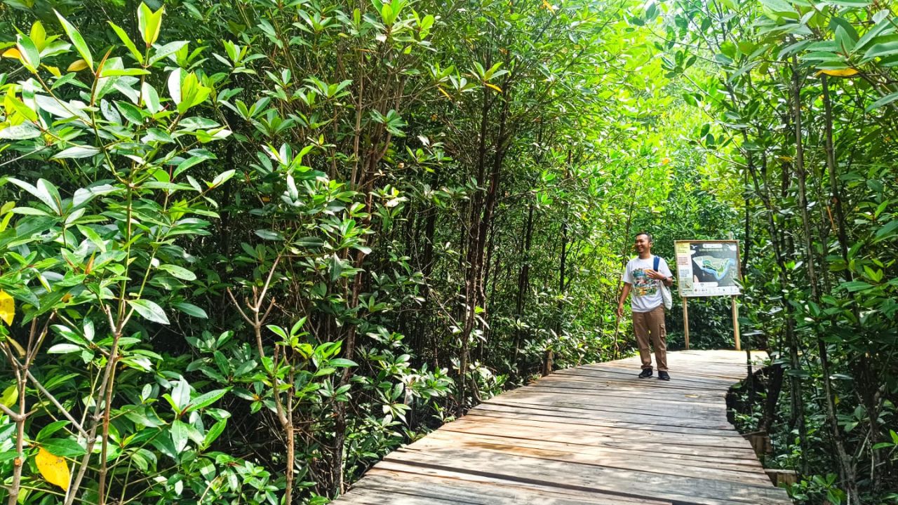 Menanam Harapan di Mangrove Cuku Nyinyi, Andi Sofiyan dan PT Bukit Asam Melawan Emisi Karbon