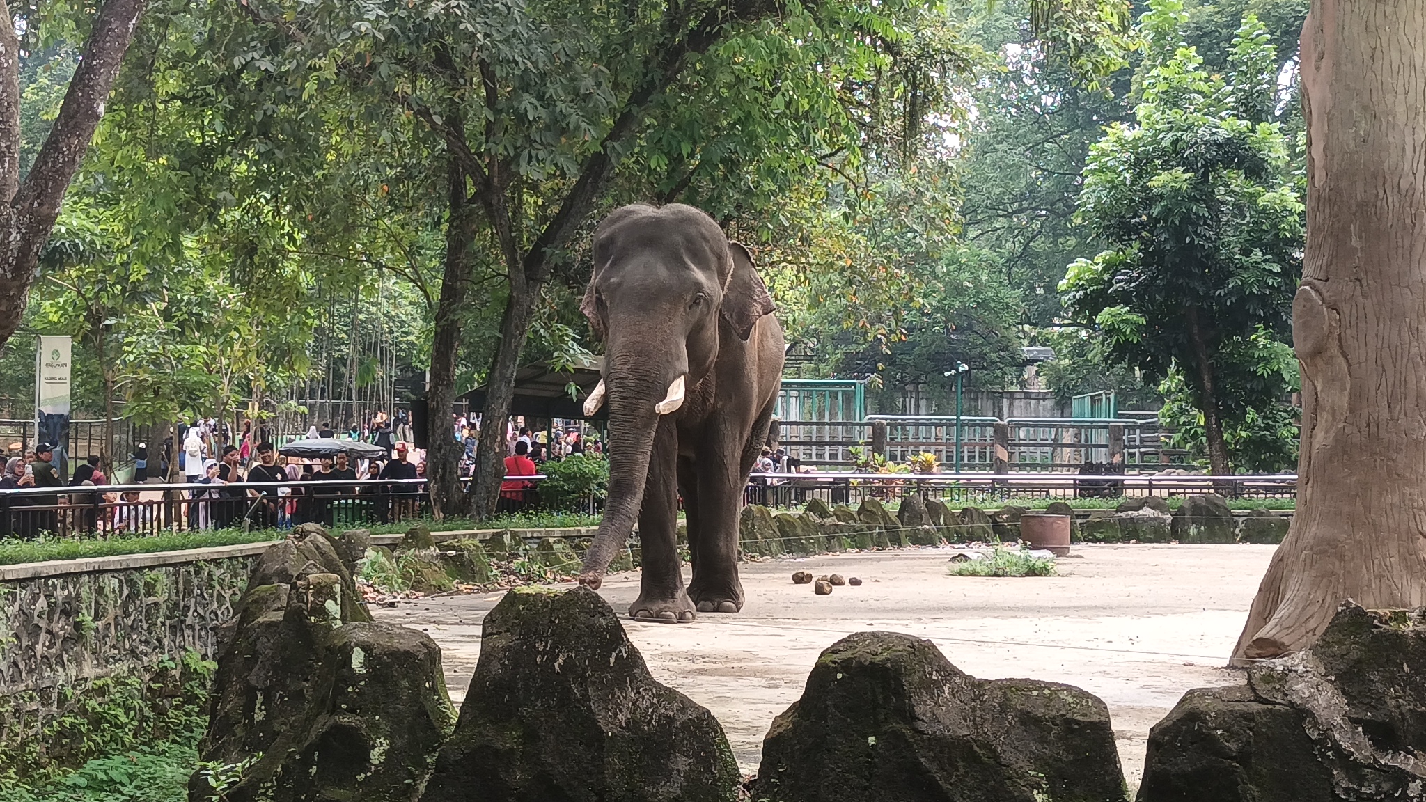 Ragunan Diprediksi Dikunjungi 80 Ribu Orang saat Nataru, Kantong Parkir Disiapkan