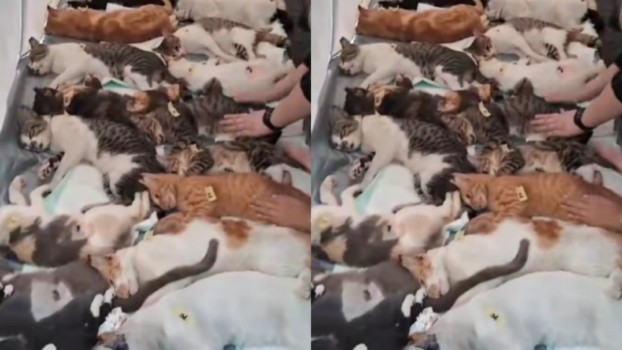 Viral! Ratusan Kucing di Bandung Pingsan Usai Disterilisasi