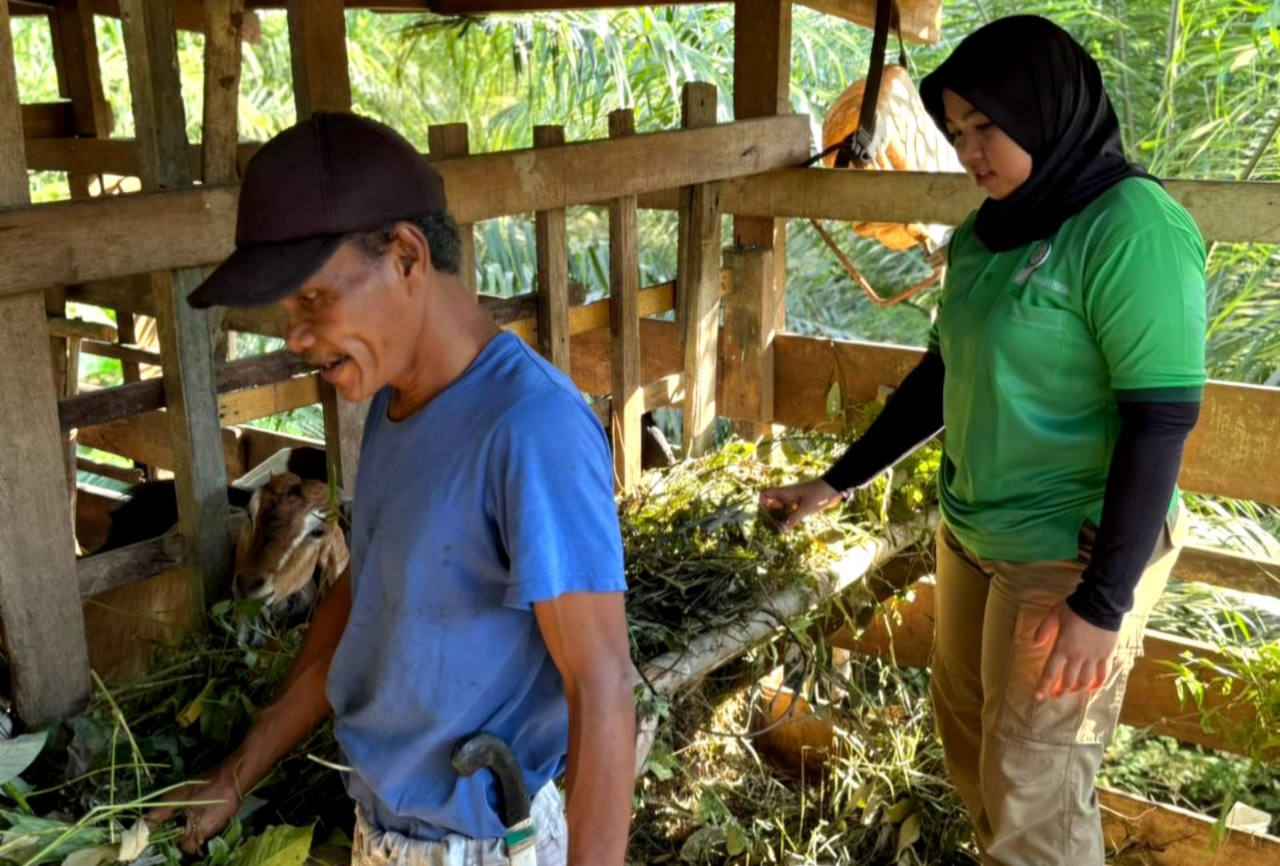 Hebat! Program DMPA Ubah Limbah Pertanian Jadi Silase, Populasi Kambing Warga Terus Bertambah