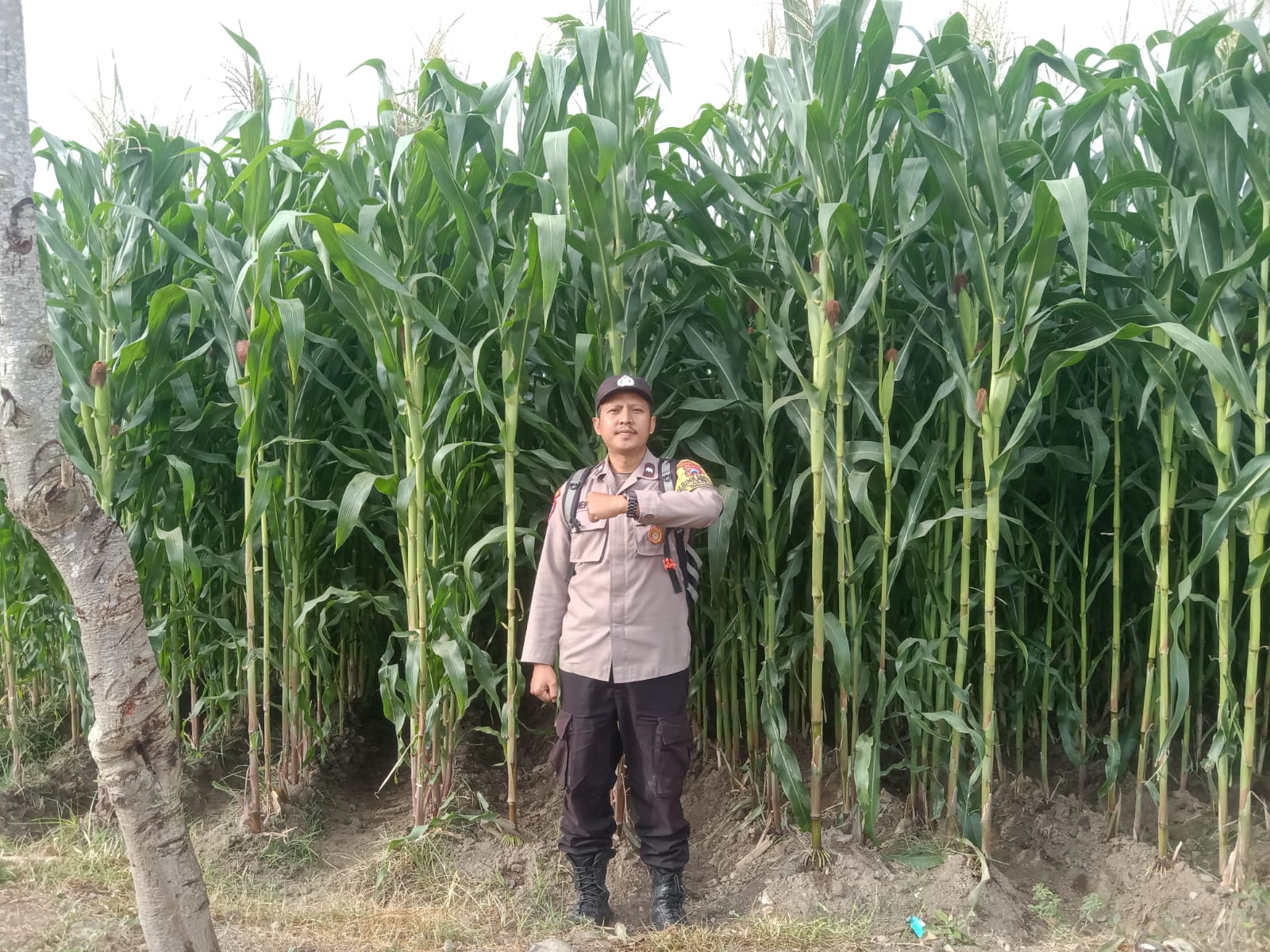 Aipda Hefry Ardiansyah, Inovasi Komandan Jagung Bikin Petani Untung