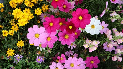 Bloom & Mood, Warna Bunga dan Pengaruhnya pada Emosi