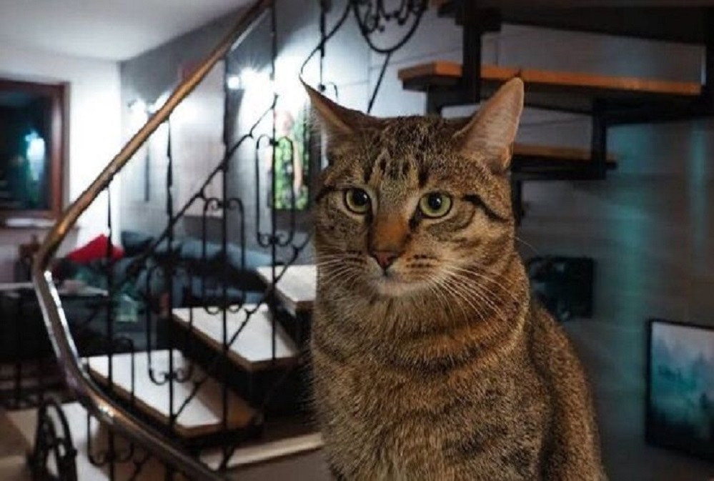 Kondisi Kesehatan Kucing yang Dicekoki Soju Oleh 3 Wanita di Padang Akan Diperiksa: 'Mereka Mencekokinya Tanpa Alasan!'