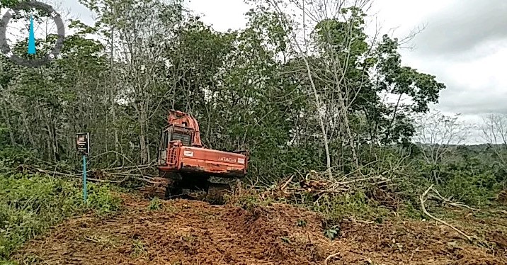 Walhi Kritisi Rencana Pembukaan Lahan Hutan untuk Pangan