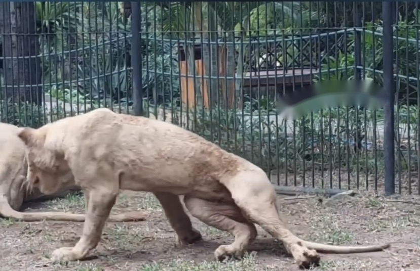 Viral! Singa Putih Lemas dan Terjatuh, Faunaland Ancol: 'Cacat Dari Lahir'