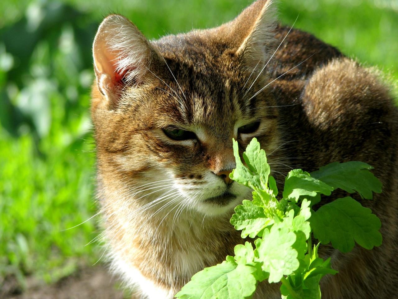 Kucing Stres Gara-Gara Hujan Terus? Kenalkan dengan Catnip dan Silvervine!