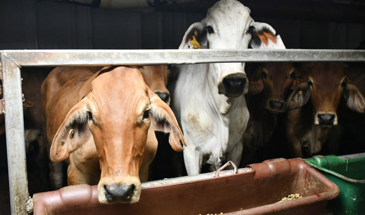 Barantin Periksa Ribuan Sapi Impor Asal Australia Jelang Ramadan