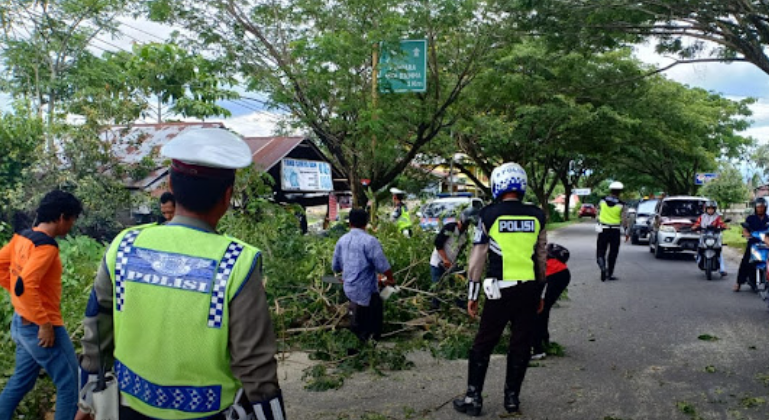 Hujan Seharian, 3 Pohon di Kota Bogor Tumbang, Akses Jalan Terganggu 