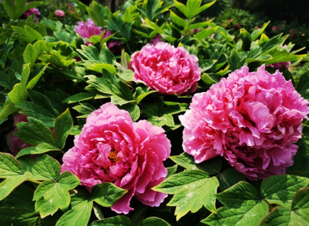 Bunga Peony, Simbol Kemakmuran dan Identitas Budaya Tiongkok
