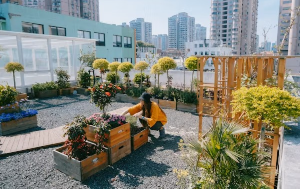 Berkebun di Tengah Kota: Cara Mudah Menanam Sayur & Buah di Lahan Sempit untuk Pemula