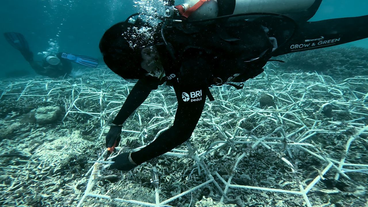 BRI Dukung Pelestarian Laut di Pulau Kapoposang lewat Program Grow & Green