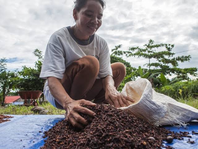 Waduh! Selain di Cikande, Pemerintah Temukan Kontaminasi Radioaktif di Perkebunan Cengkih Lampung