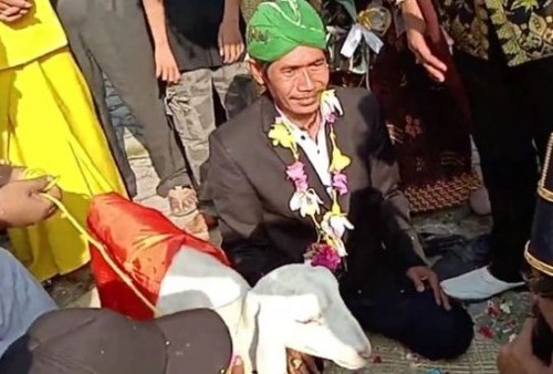 Buntut Viral Nikah dengan Kambing, Kemenag: Uang Hasil Kontennya Haram, Nikah Jangan jadi Lelucon