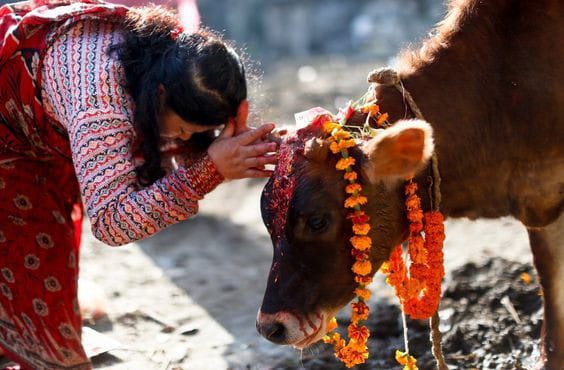 Perayaan Valentine Digerebek: Dewan Kesejahteraan Hewan India Usulkan Hari Pelukan Sapi