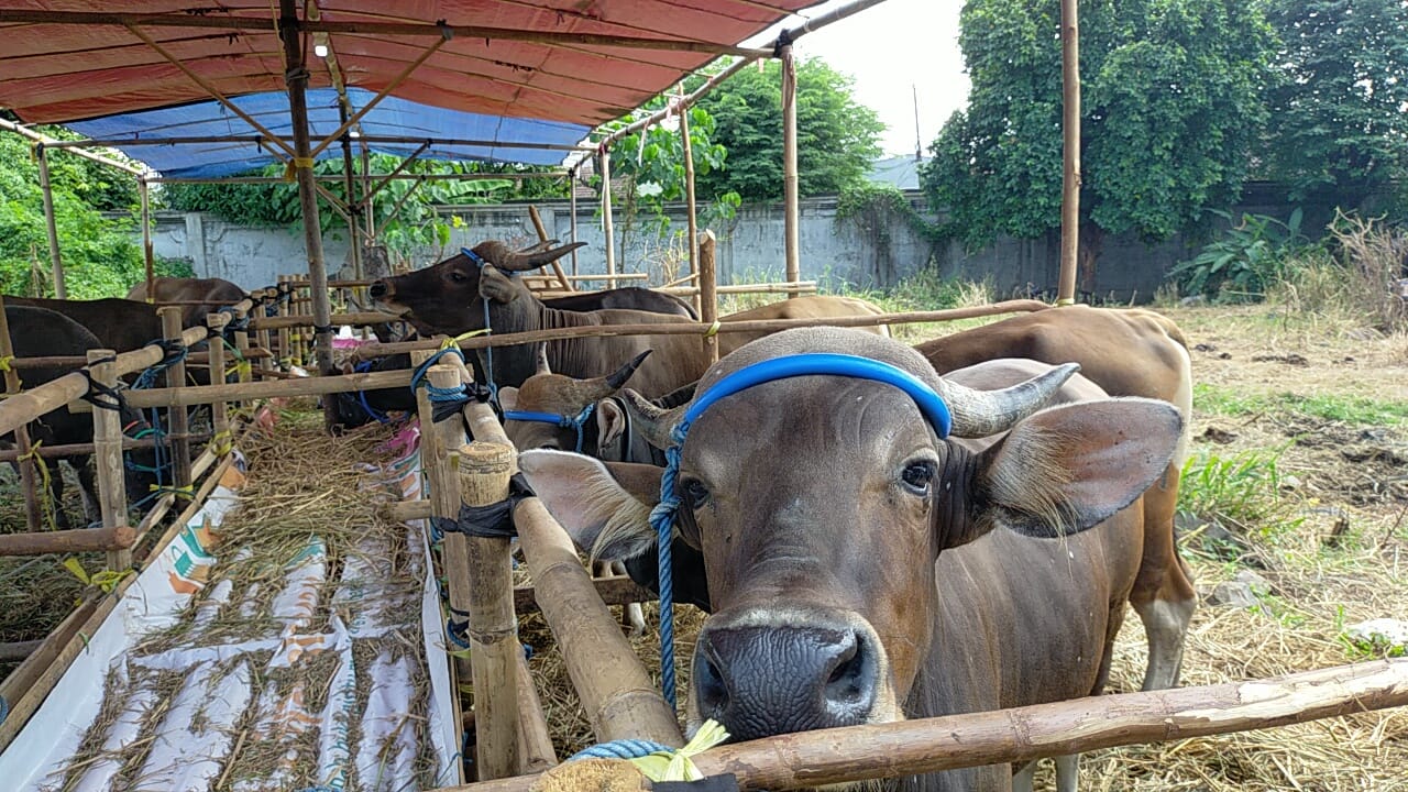 Kabar Baik! Hewan Ternak Terjangkit PMK di Tangerang Selatan Berkurang, Simak Penjelasannya