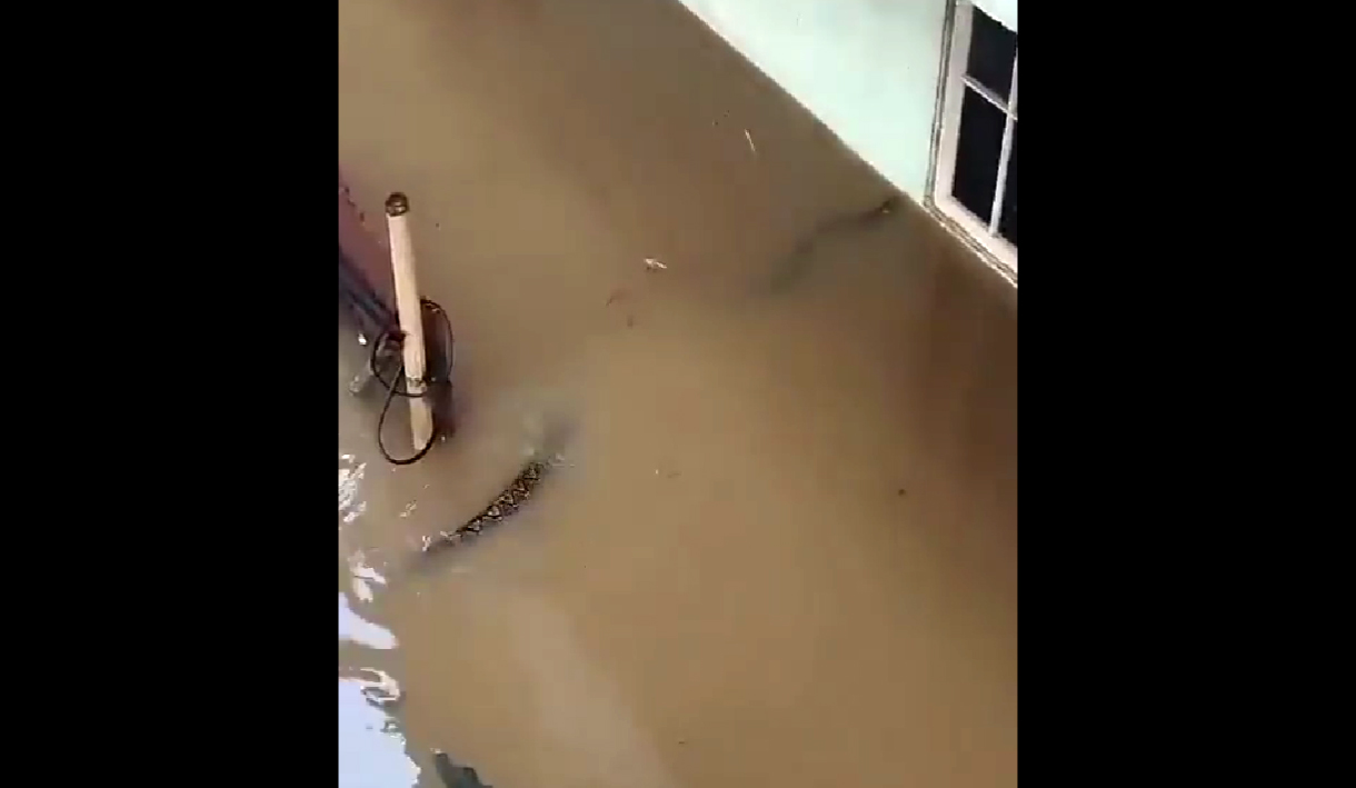 Waspada Ular Masuk Rumah Disaat Banjir Kembali Landa Jakarta, BPBD: 54 Titik Terendam 