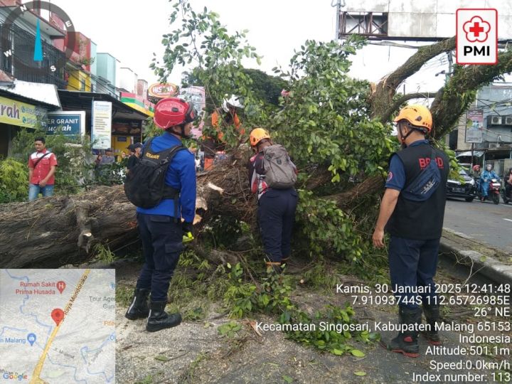 Pohon Tumbang di Jalur Malang-Surabaya, Empat Pengendara Alami Luka