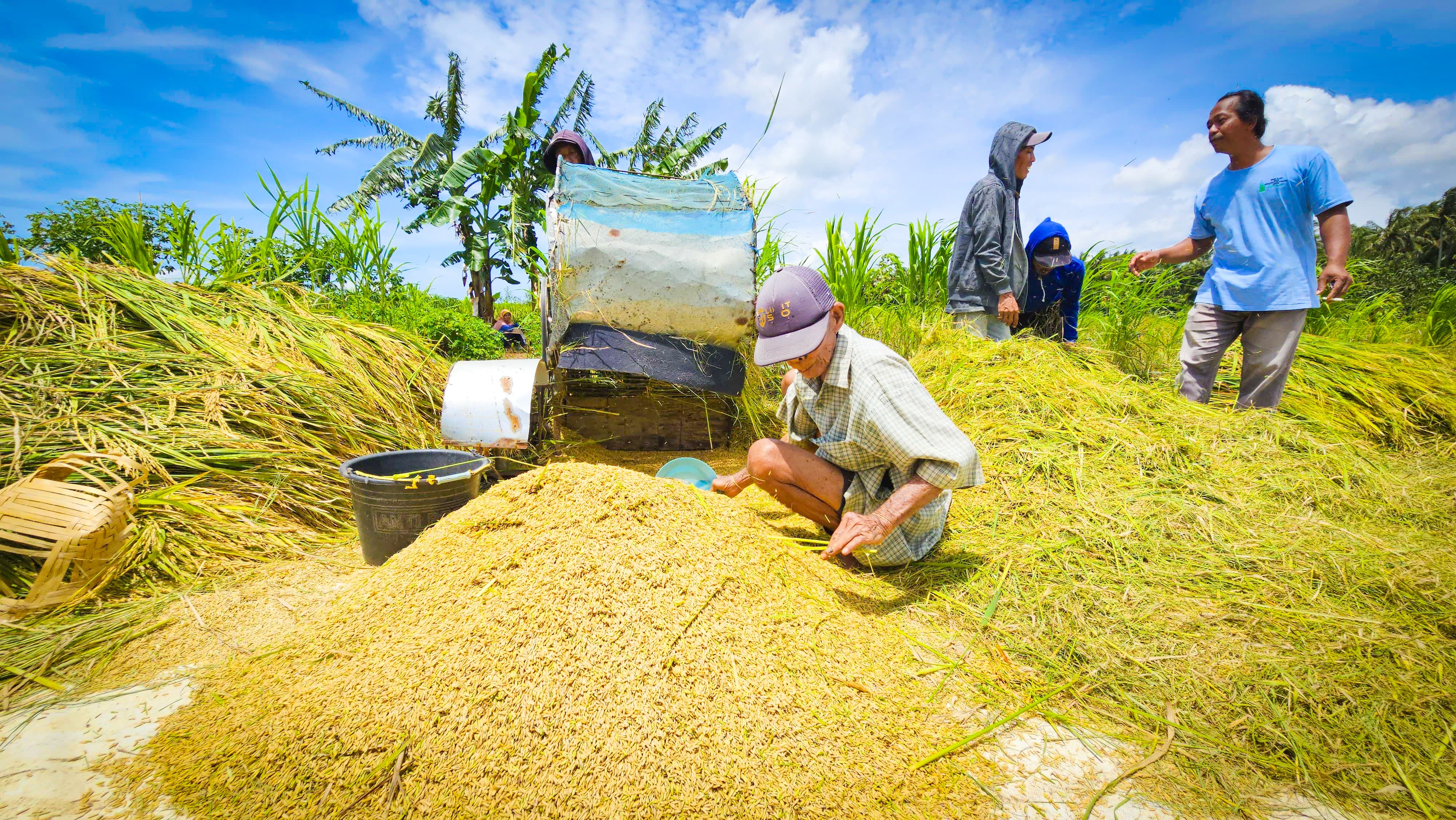 Curhat Petani Kulonprogo soal Harga Gabah di Bawah HPP, Sentil Bulog