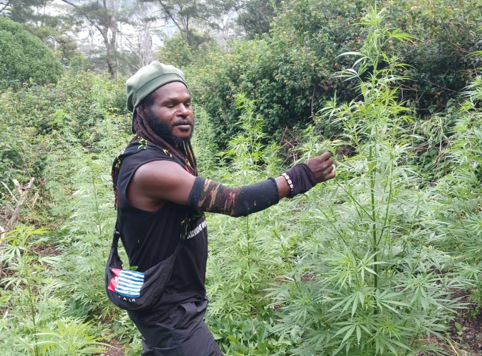 Kontak Tembak di Wamena: Satu Anggota KKB Tewas, Ganja Diamankan