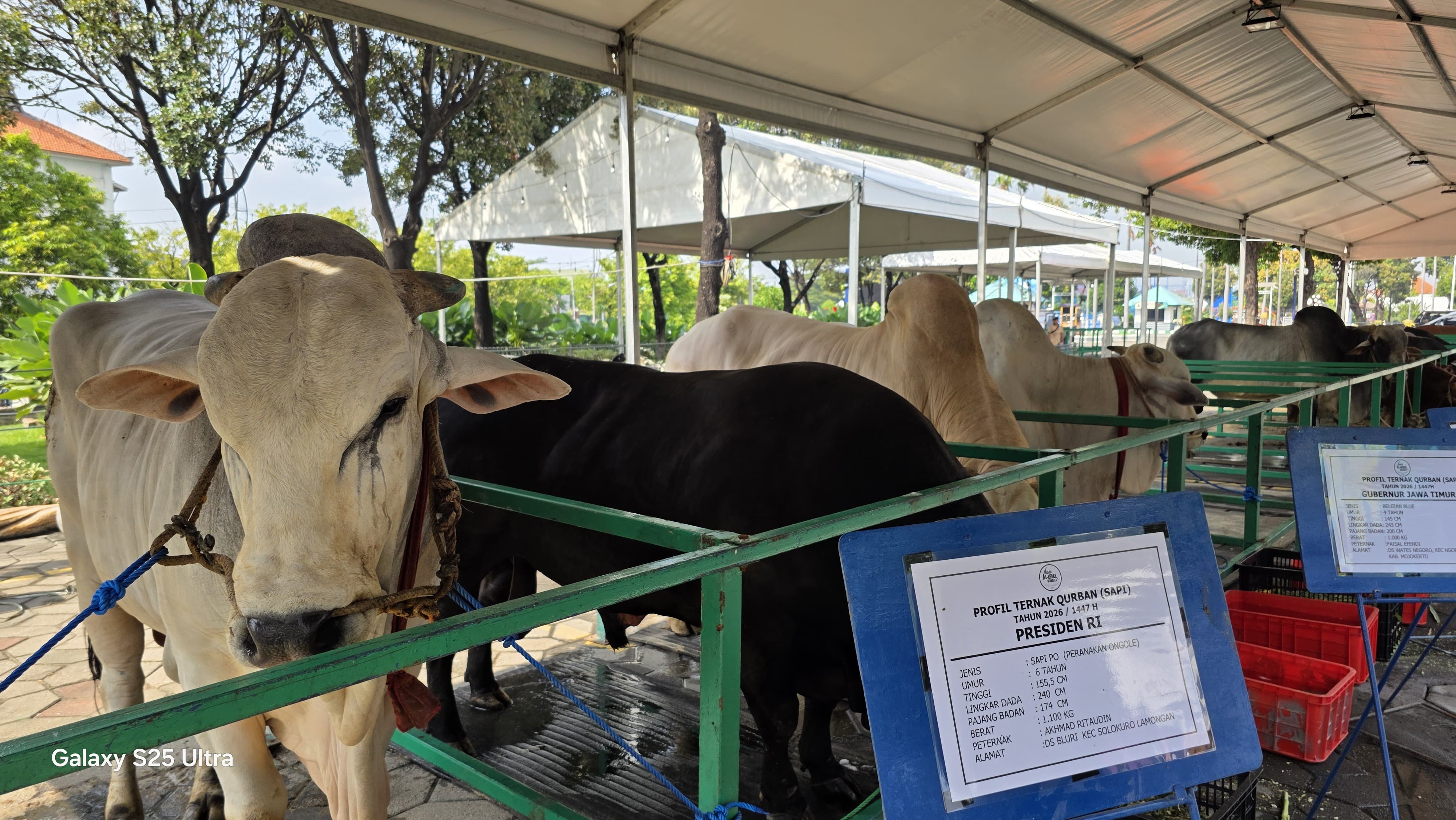 Ribut-Ribut Prabowo Beli Sapi Kurban Iduladha Pakai APBN, Ini Dalih Wamensesneg