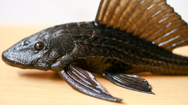 Sering Disangka Mahal, Ternyata Telur Ikan Sapu-Sapu Murah Banget!