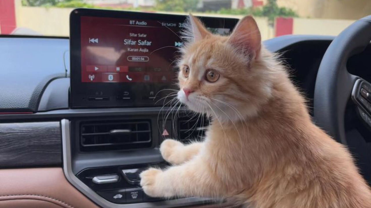 Mudik Bawa Kucing? Ini 7 Hal yang Harus Disiapkan Sebelum Berangkat