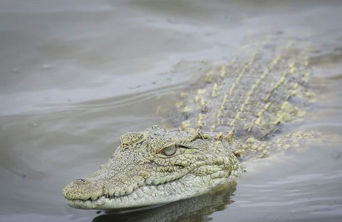 Buaya Ganas Lahap Kaki dan Tangan Pria Ini Usai Nekat Lompat ke Sungai Demi Hindari Kejaran Gajah Liar