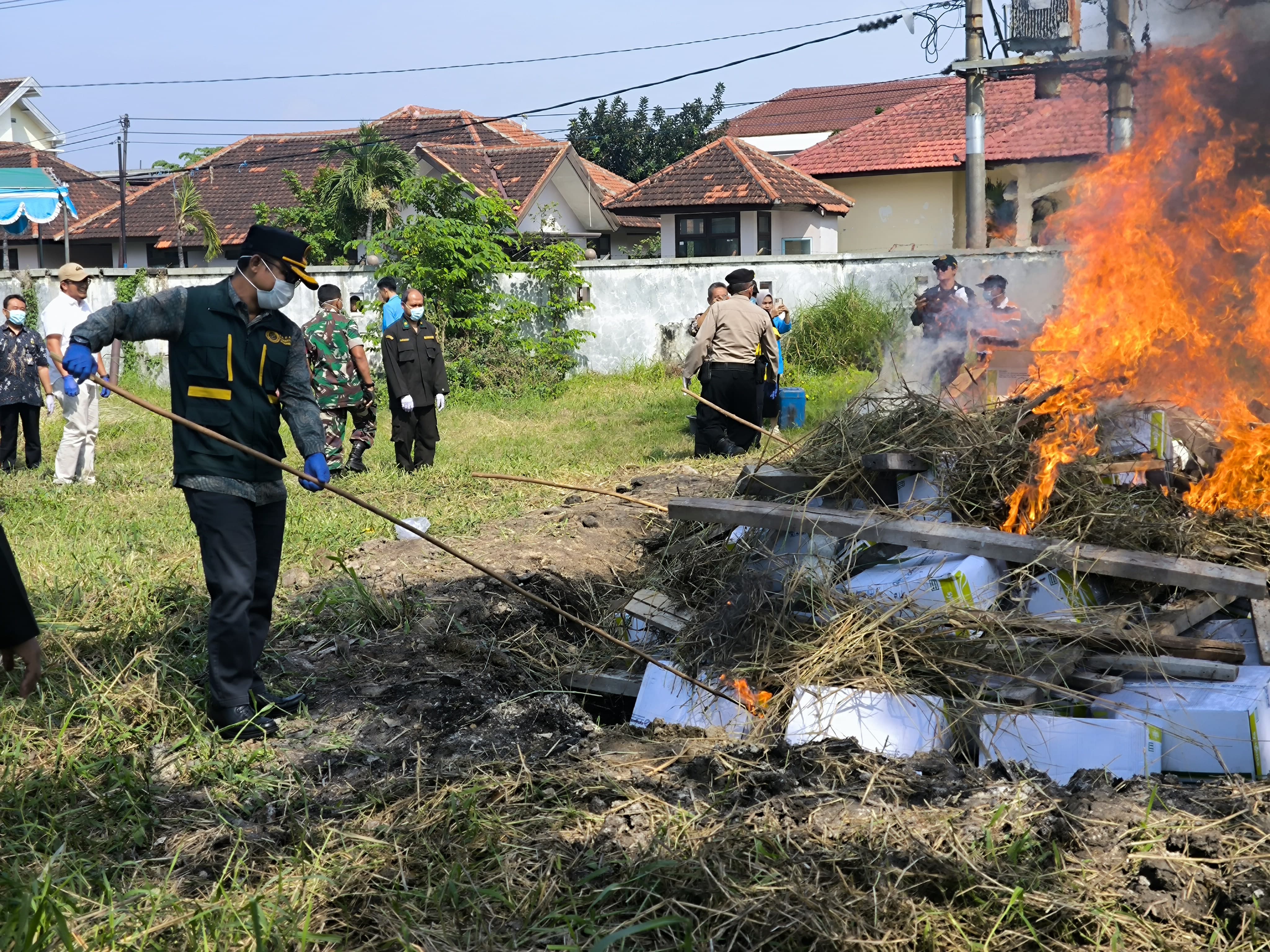 Karantina Jawa Timur Musnahkan 4,4 Ton Benih Jagung Manis Terinfeksi Bakteri Berbahaya