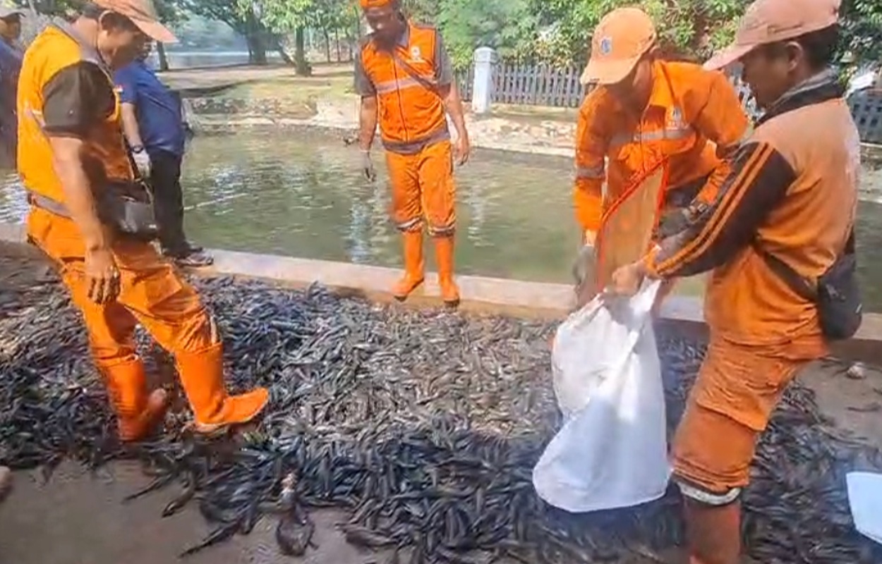 Operasi Gabungan di Jaksel Berhasil Angkut 3 Ton Ikan Sapu-Sapu