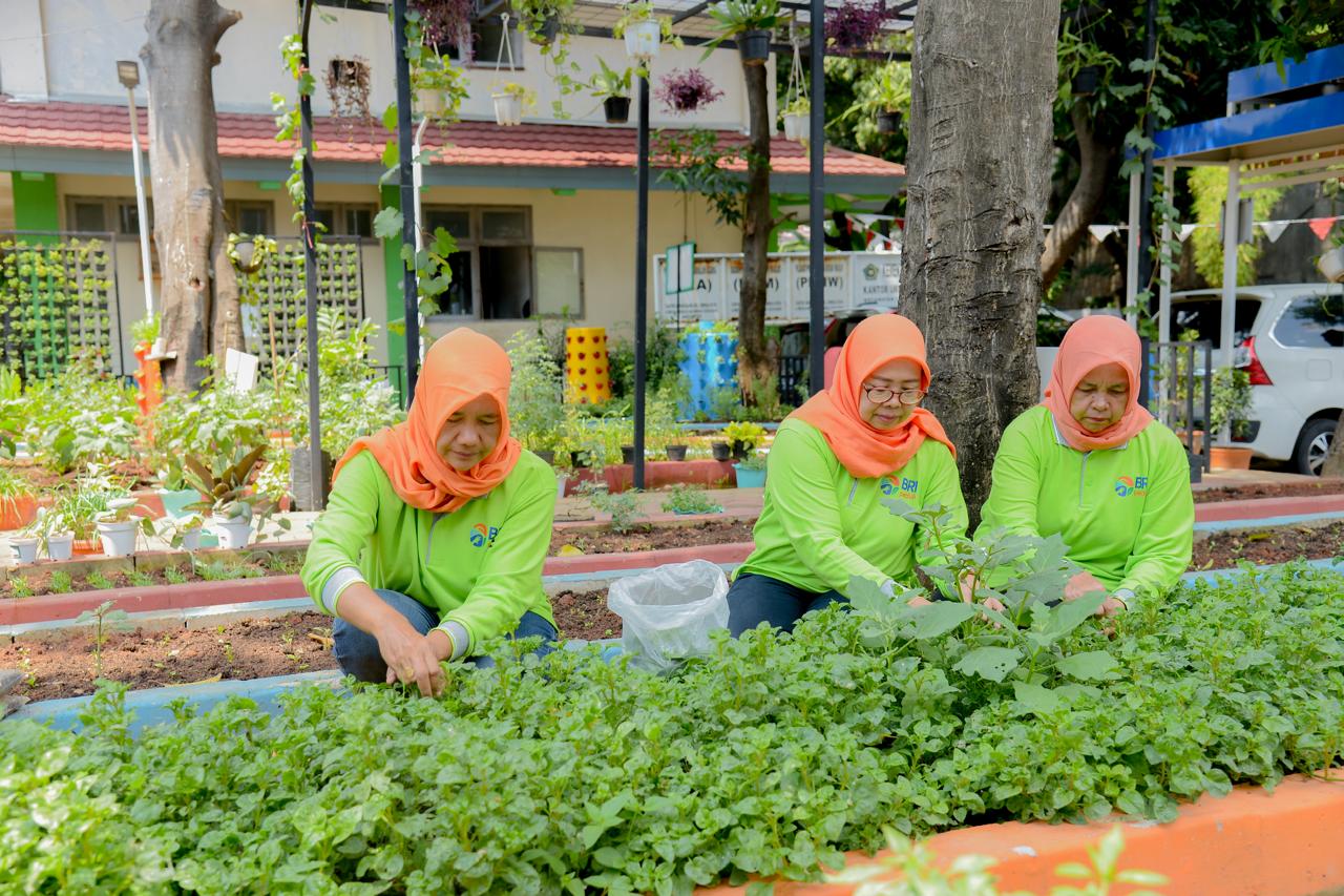 Didukung BRINita, Kelompok Tani di Cempaka Putih Sulap Lahan Terbengkalai Jadi Produktif