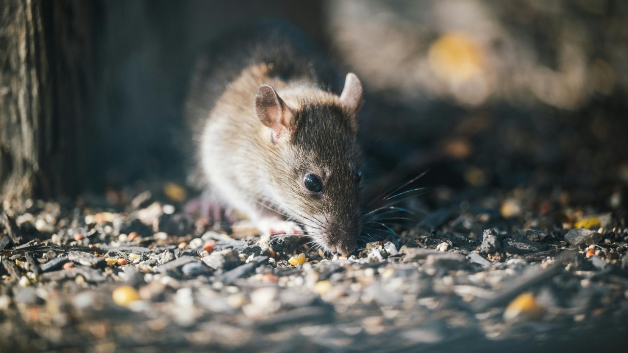 Jangan Asal Sapu Kotoran Tikus, Pakar Entomologi Peringatkan Risiko Hantavirus