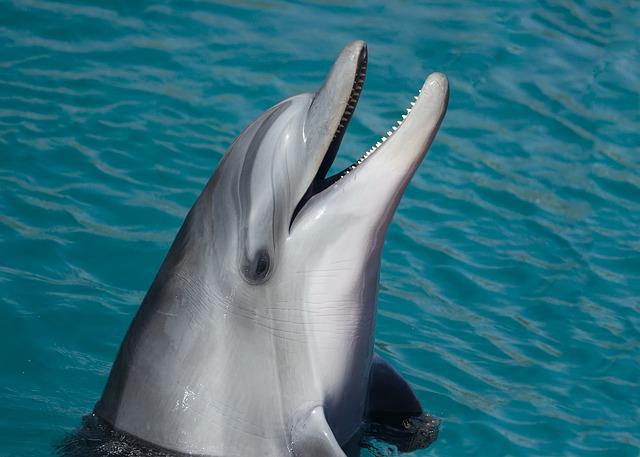 Lumba - Lumba Ditemukan Mati Mengenaskan, Sirip Hilang Badan Terpotong Jadi 2