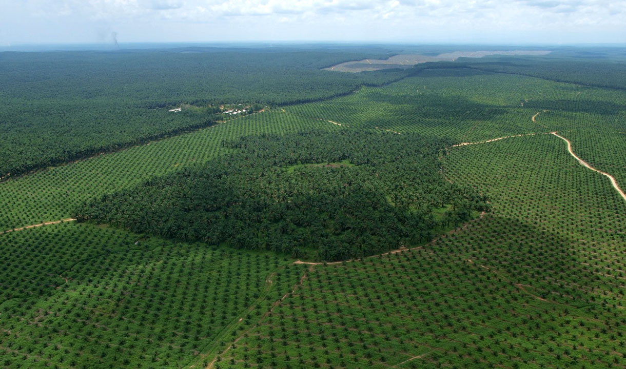 Punya 14 Ribu Ha HCV, PalmCo Beberkan Langkah Jaga Spesies Langka
