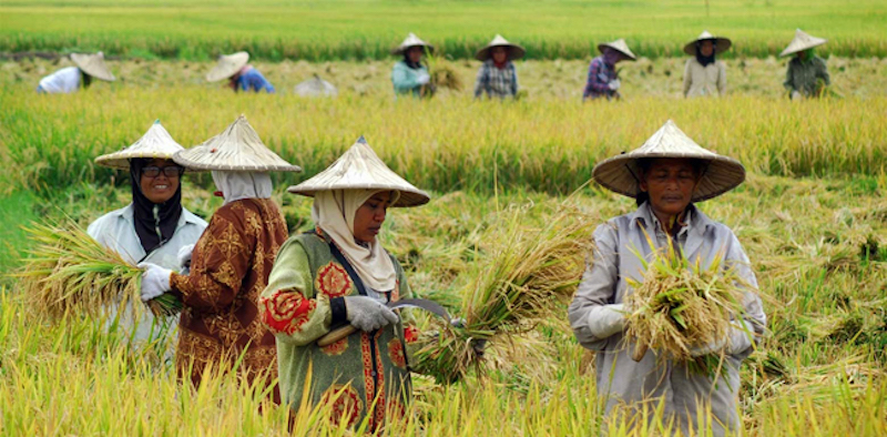 Perpres Pemutihan Utang Petani dan Nelayan Akan Segera Ditandatangani