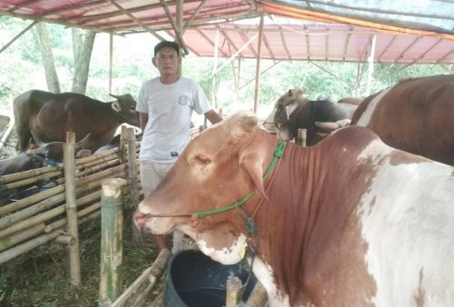 7 Langkah Petugas Ketika Ada Hewan Qurban yang Terserang PMK