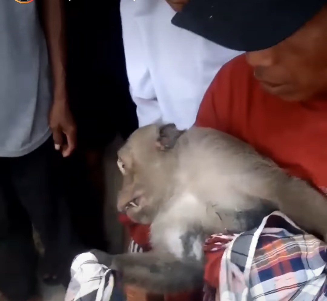 Viral Monyet Jadi-Jadian Berkeliaran di Indramayu, Digendong Layaknya Bayi  