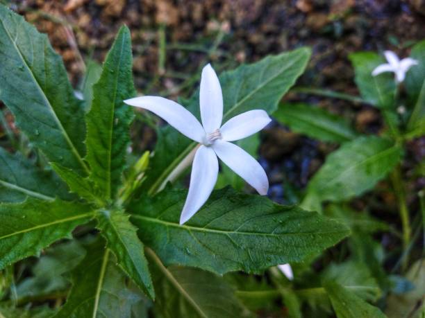 Fakta! Daun Kitolod Tak Dapat Menyembuhkan Katarak dan Mata Minus