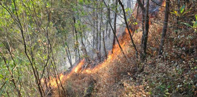 Kebakaran Hutan Lindung di Gunung Lawu Meluas Hingga 150 Hektare