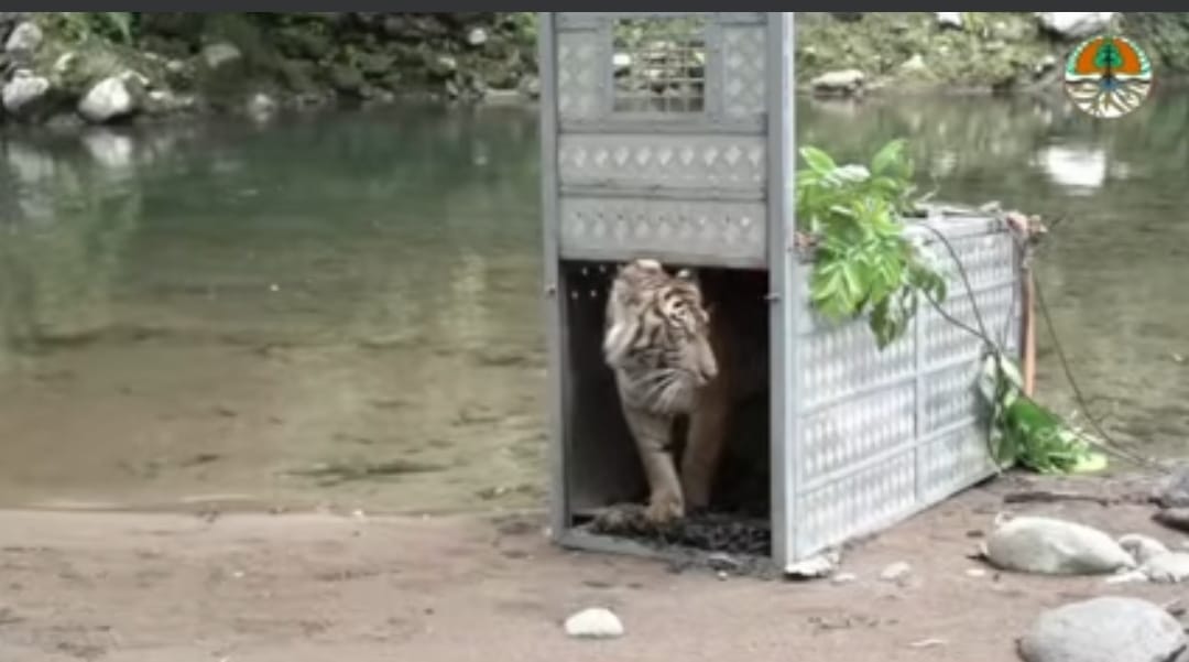 Benarkah Harimau Sumatera yang Menerkam Tujuh Anjing Warga itu Citra Kartini yang Baru Saja Dilepas di TNKS?
