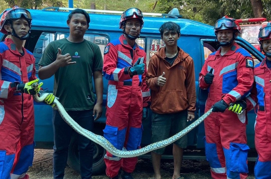 Ngerih! Ular Sanca Sepanjang 2 Meter 'Ngumpet' di Kolong Jok Angkot