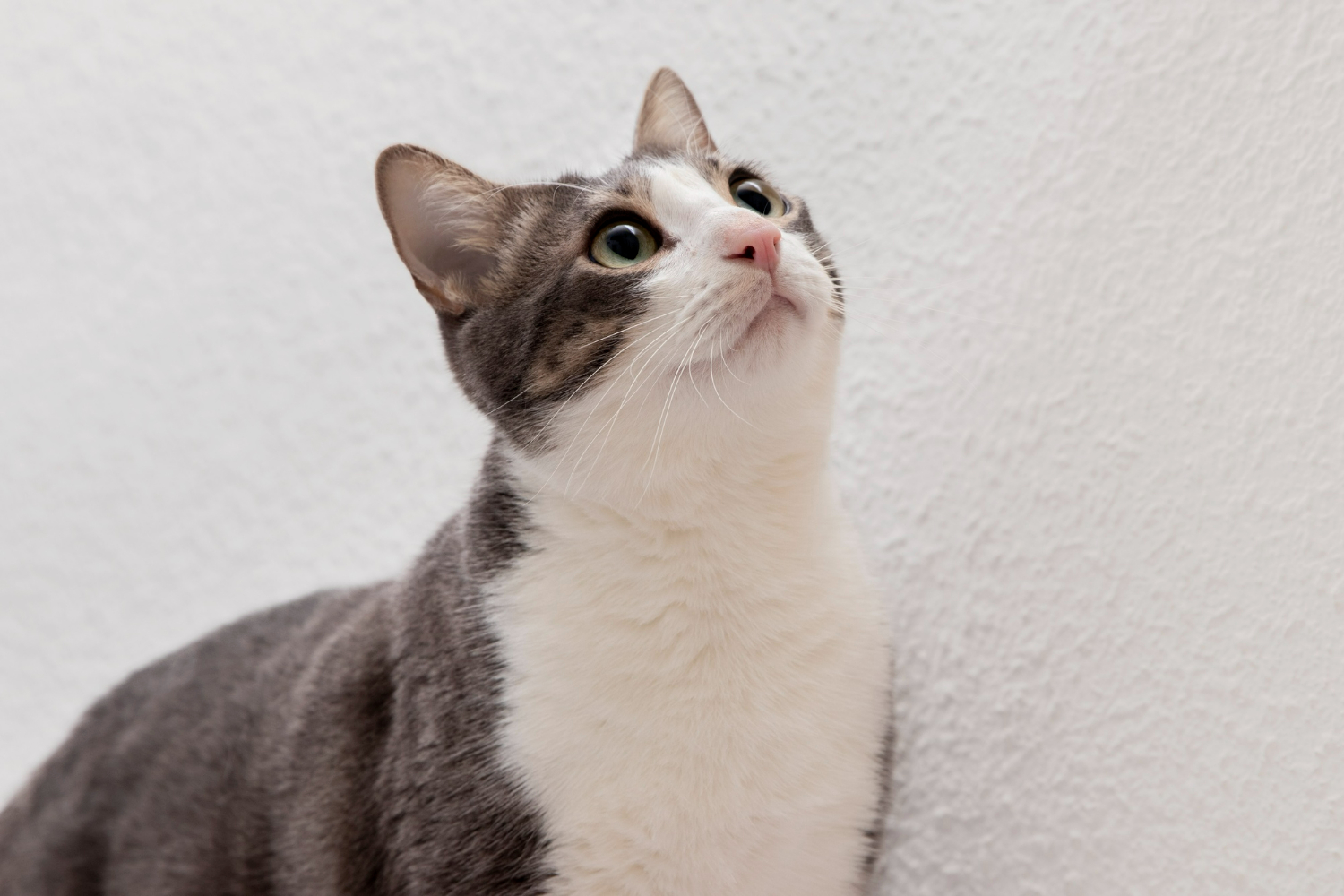 5 Fakta Seru tentang Kucing yang Jarang Diketahui