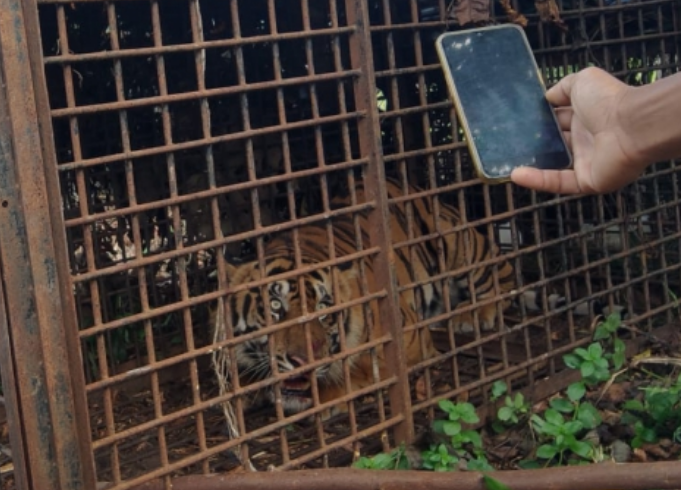 Akhirnya Harimau Jantan Meresahkan Warga Nalo Masuk Perangkap