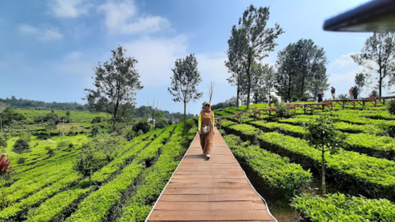 Mau Healing di Akhir Pekan? Ada 3 Wisata Kebun Teh di Bogor, Tiketnya Murah Meriah